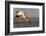 Yellowbilled stork (Mycteria ibis), Zimanga private game reserve, KwaZulu-Natal, South Africa, Afri-Ann and Steve Toon-Framed Photographic Print