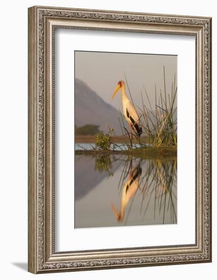 Yellowbilled stork (Mycteria ibis), Zimanga private game reserve, KwaZulu-Natal, South Africa, Afri-Ann and Steve Toon-Framed Photographic Print