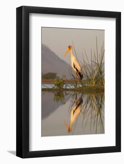 Yellowbilled stork (Mycteria ibis), Zimanga private game reserve, KwaZulu-Natal, South Africa, Afri-Ann and Steve Toon-Framed Photographic Print