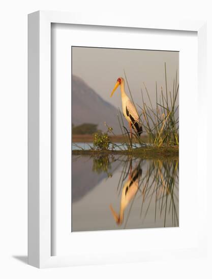 Yellowbilled stork (Mycteria ibis), Zimanga private game reserve, KwaZulu-Natal, South Africa, Afri-Ann and Steve Toon-Framed Photographic Print