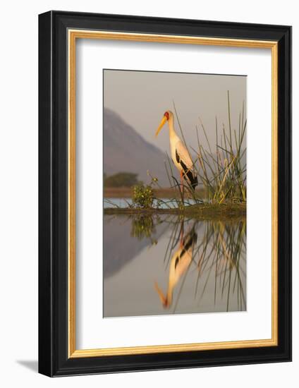 Yellowbilled stork (Mycteria ibis), Zimanga private game reserve, KwaZulu-Natal, South Africa, Afri-Ann and Steve Toon-Framed Photographic Print