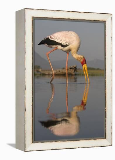 Yellowbilled Stork (Mycteria Ibis), Zimanga Private Game Reserve, Kwazulu-Natal, South Africa-Ann & Steve Toon-Framed Premier Image Canvas