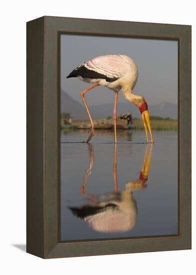 Yellowbilled Stork (Mycteria Ibis), Zimanga Private Game Reserve, Kwazulu-Natal, South Africa-Ann & Steve Toon-Framed Premier Image Canvas