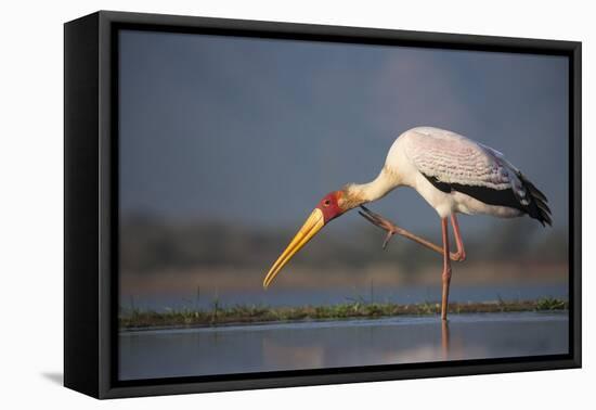 Yellowbilled Stork (Mycteria Ibis), Zimanga Private Game Reserve, Kwazulu-Natal, South Africa-Ann & Steve Toon-Framed Premier Image Canvas