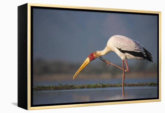 Yellowbilled Stork (Mycteria Ibis), Zimanga Private Game Reserve, Kwazulu-Natal, South Africa-Ann & Steve Toon-Framed Premier Image Canvas