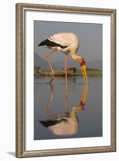 Yellowbilled Stork (Mycteria Ibis), Zimanga Private Game Reserve, Kwazulu-Natal, South Africa-Ann & Steve Toon-Framed Photographic Print