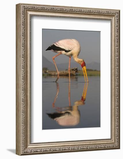 Yellowbilled Stork (Mycteria Ibis), Zimanga Private Game Reserve, Kwazulu-Natal, South Africa-Ann & Steve Toon-Framed Photographic Print