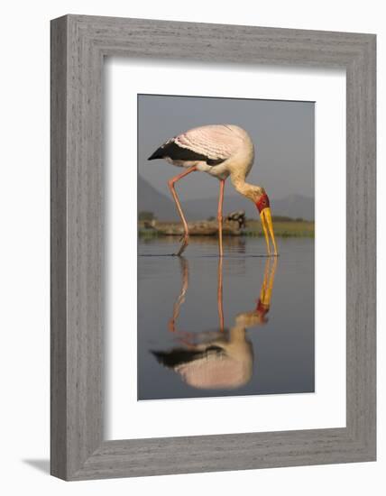 Yellowbilled Stork (Mycteria Ibis), Zimanga Private Game Reserve, Kwazulu-Natal, South Africa-Ann & Steve Toon-Framed Photographic Print