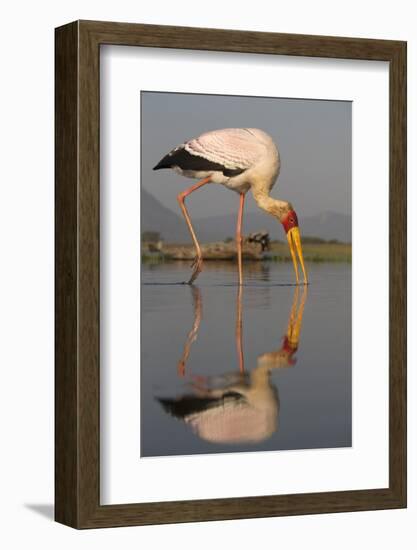 Yellowbilled Stork (Mycteria Ibis), Zimanga Private Game Reserve, Kwazulu-Natal, South Africa-Ann & Steve Toon-Framed Photographic Print