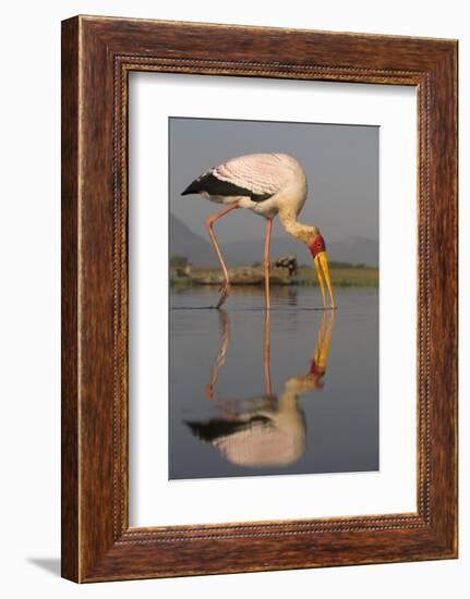 Yellowbilled Stork (Mycteria Ibis), Zimanga Private Game Reserve, Kwazulu-Natal, South Africa-Ann & Steve Toon-Framed Photographic Print