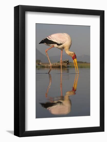 Yellowbilled Stork (Mycteria Ibis), Zimanga Private Game Reserve, Kwazulu-Natal, South Africa-Ann & Steve Toon-Framed Photographic Print