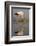 Yellowbilled Stork (Mycteria Ibis), Zimanga Private Game Reserve, Kwazulu-Natal, South Africa-Ann & Steve Toon-Framed Photographic Print