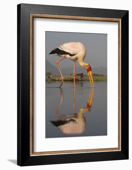 Yellowbilled Stork (Mycteria Ibis), Zimanga Private Game Reserve, Kwazulu-Natal, South Africa-Ann & Steve Toon-Framed Photographic Print