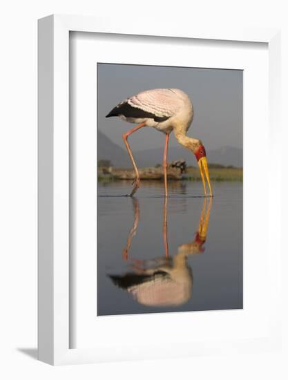 Yellowbilled Stork (Mycteria Ibis), Zimanga Private Game Reserve, Kwazulu-Natal, South Africa-Ann & Steve Toon-Framed Photographic Print