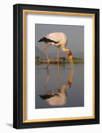 Yellowbilled Stork (Mycteria Ibis), Zimanga Private Game Reserve, Kwazulu-Natal, South Africa-Ann & Steve Toon-Framed Photographic Print