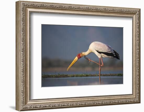 Yellowbilled Stork (Mycteria Ibis), Zimanga Private Game Reserve, Kwazulu-Natal, South Africa-Ann & Steve Toon-Framed Photographic Print