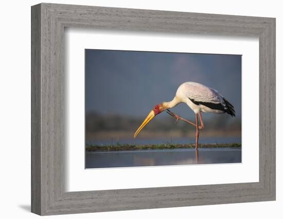 Yellowbilled Stork (Mycteria Ibis), Zimanga Private Game Reserve, Kwazulu-Natal, South Africa-Ann & Steve Toon-Framed Photographic Print