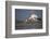 Yellowbilled Stork (Mycteria Ibis), Zimanga Private Game Reserve, Kwazulu-Natal, South Africa-Ann & Steve Toon-Framed Photographic Print