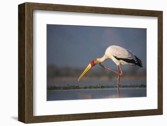 Yellowbilled Stork (Mycteria Ibis), Zimanga Private Game Reserve, Kwazulu-Natal, South Africa-Ann & Steve Toon-Framed Photographic Print