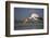 Yellowbilled Stork (Mycteria Ibis), Zimanga Private Game Reserve, Kwazulu-Natal, South Africa-Ann & Steve Toon-Framed Photographic Print