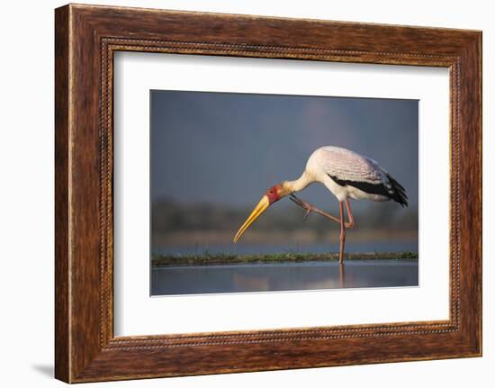 Yellowbilled Stork (Mycteria Ibis), Zimanga Private Game Reserve, Kwazulu-Natal, South Africa-Ann & Steve Toon-Framed Photographic Print