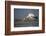 Yellowbilled Stork (Mycteria Ibis), Zimanga Private Game Reserve, Kwazulu-Natal, South Africa-Ann & Steve Toon-Framed Photographic Print