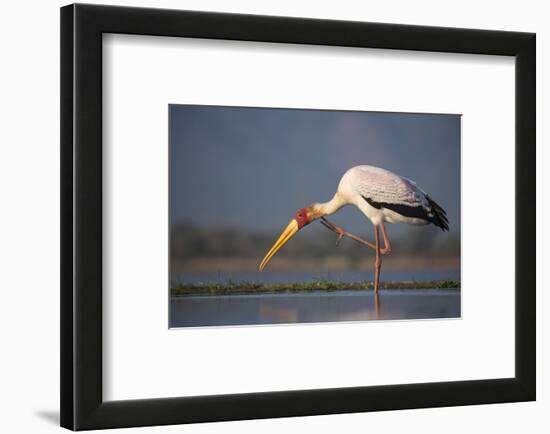 Yellowbilled Stork (Mycteria Ibis), Zimanga Private Game Reserve, Kwazulu-Natal, South Africa-Ann & Steve Toon-Framed Photographic Print