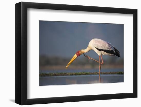 Yellowbilled Stork (Mycteria Ibis), Zimanga Private Game Reserve, Kwazulu-Natal, South Africa-Ann & Steve Toon-Framed Photographic Print