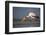 Yellowbilled Stork (Mycteria Ibis), Zimanga Private Game Reserve, Kwazulu-Natal, South Africa-Ann & Steve Toon-Framed Photographic Print