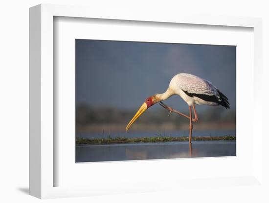 Yellowbilled Stork (Mycteria Ibis), Zimanga Private Game Reserve, Kwazulu-Natal, South Africa-Ann & Steve Toon-Framed Photographic Print