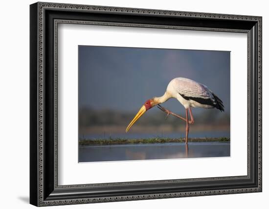 Yellowbilled Stork (Mycteria Ibis), Zimanga Private Game Reserve, Kwazulu-Natal, South Africa-Ann & Steve Toon-Framed Photographic Print