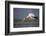 Yellowbilled Stork (Mycteria Ibis), Zimanga Private Game Reserve, Kwazulu-Natal, South Africa-Ann & Steve Toon-Framed Photographic Print