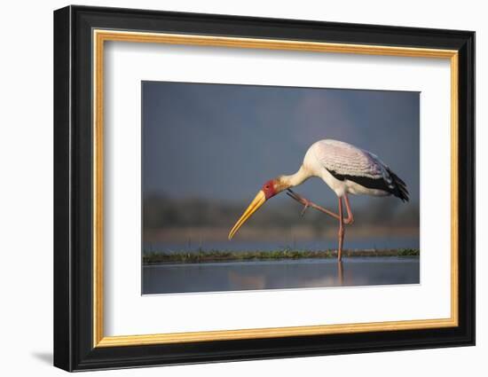 Yellowbilled Stork (Mycteria Ibis), Zimanga Private Game Reserve, Kwazulu-Natal, South Africa-Ann & Steve Toon-Framed Photographic Print