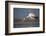 Yellowbilled Stork (Mycteria Ibis), Zimanga Private Game Reserve, Kwazulu-Natal, South Africa-Ann & Steve Toon-Framed Photographic Print