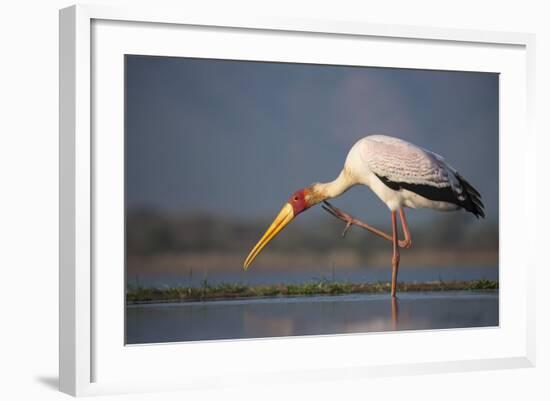 Yellowbilled Stork (Mycteria Ibis), Zimanga Private Game Reserve, Kwazulu-Natal, South Africa-Ann & Steve Toon-Framed Photographic Print