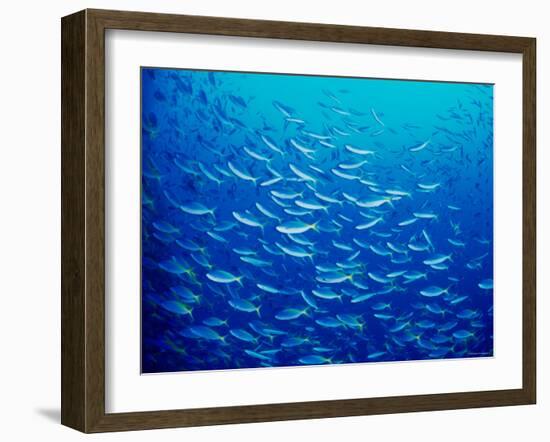 Yellowfin Fusilier-null-Framed Photographic Print