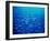 Yellowfin Fusilier-null-Framed Photographic Print