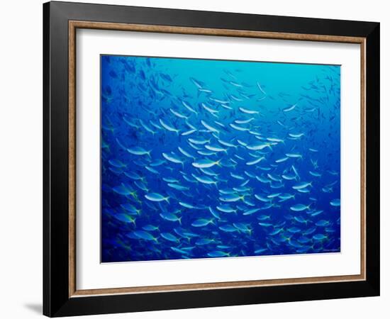 Yellowfin Fusilier-null-Framed Photographic Print