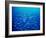 Yellowfin Fusilier-null-Framed Photographic Print