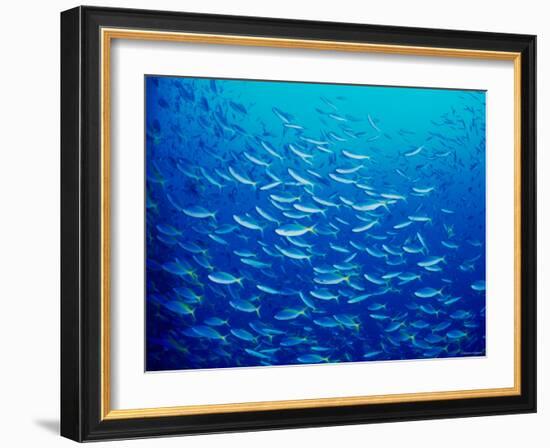 Yellowfin Fusilier-null-Framed Photographic Print