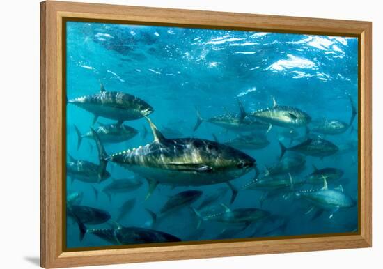 Yellowfin Tuna-Louise Murray-Framed Premier Image Canvas