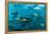 Yellowfin Tuna-Louise Murray-Framed Premier Image Canvas
