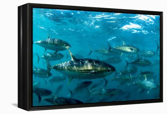 Yellowfin Tuna-Louise Murray-Framed Premier Image Canvas