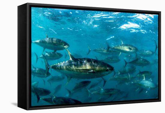 Yellowfin Tuna-Louise Murray-Framed Premier Image Canvas