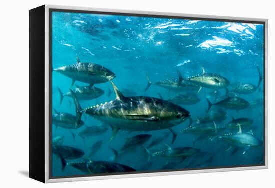 Yellowfin Tuna-Louise Murray-Framed Premier Image Canvas