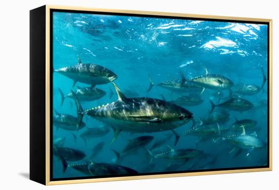 Yellowfin Tuna-Louise Murray-Framed Premier Image Canvas