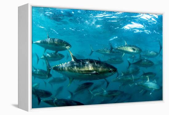 Yellowfin Tuna-Louise Murray-Framed Premier Image Canvas