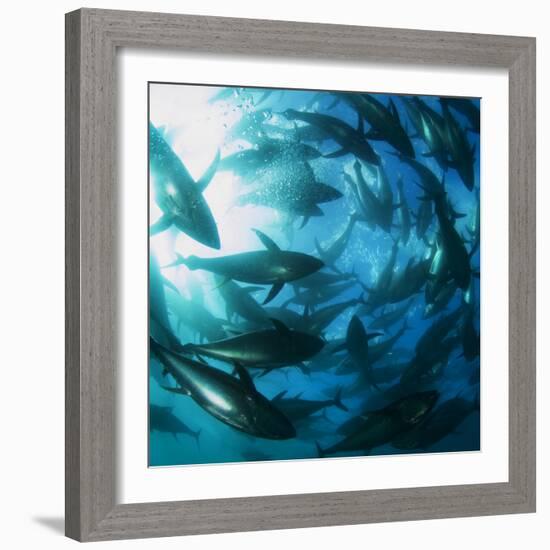 Yellowfin Tuna-Louise Murray-Framed Premium Photographic Print