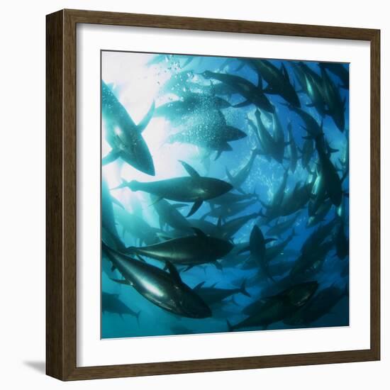 Yellowfin Tuna-Louise Murray-Framed Premium Photographic Print