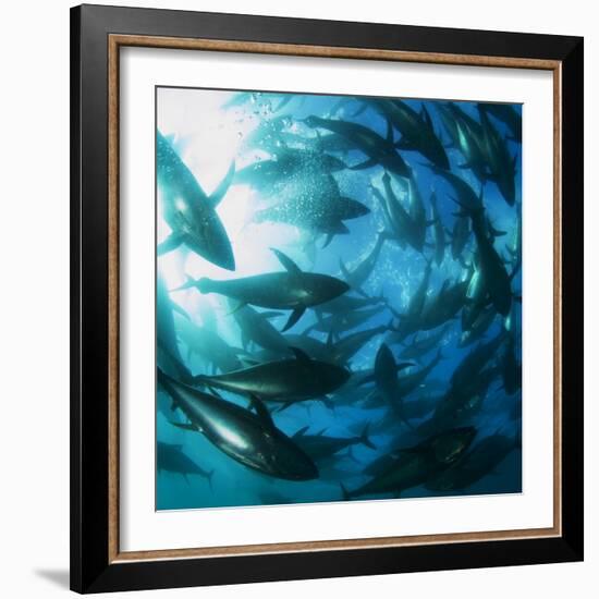 Yellowfin Tuna-Louise Murray-Framed Premium Photographic Print